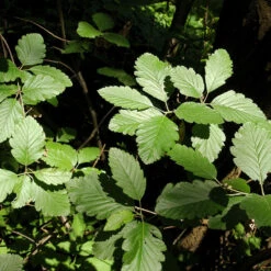 Häckoxel Fk 'Bälinge', 20-pack -Hot Sale Wexthuset Store hackoxel fk balinge blad