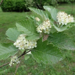 Häckoxel Fk 'Bälinge', 20-pack -Hot Sale Wexthuset Store hackoxel fk balinge i blom