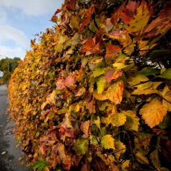 Häckoxel Fk 'Bälinge', 10-pack -Hot Sale Wexthuset Store hackoxel fk balinge pa hosten 1