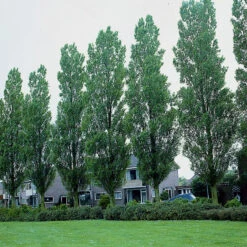 Häckpoppel, 60-100 Cm, 10-pack 5 Häckpoppel, 60-100 Cm, 10-pack -Hot Sale Wexthuset Store hackpoppel 1