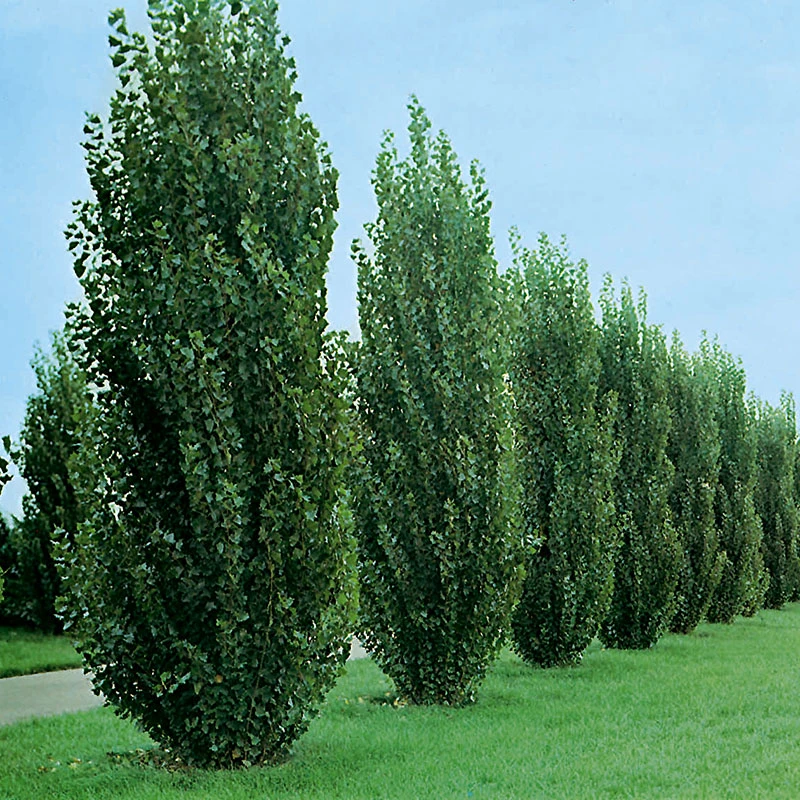 Häckpoppel, 60-100 Cm, 10-pack 3 Häckpoppel, 60-100 Cm, 10-pack