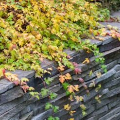 Liten Stefanandra 10-pack -Hot Sale Wexthuset Store hackvaxt marktackare liten stefanandra host