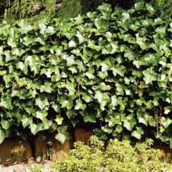 Murgröna, Storbladig, 10-pack -Hot Sale Wexthuset Store hackvaxt marktackare murgrona