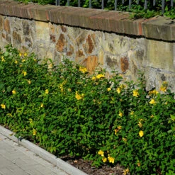 Prakthypericum 10-pack -Hot Sale Wexthuset Store hackvaxt marktackare prakthypericum 2