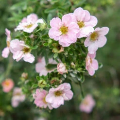 Trädgårdstok 'Pink Beauty' 10-pack -Hot Sale Wexthuset Store hackvaxt olandstok pink beauty 1