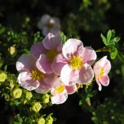 Trädgårdstok 'Pink Beauty' 10-pack -Hot Sale Wexthuset Store hackvaxt olandstok pink beauty 2