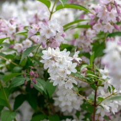 Bruddeutzia 20-pack -Hot Sale Wexthuset Store hackvaxter bruddeutzia 2