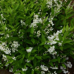 Bruddeutzia 20-pack