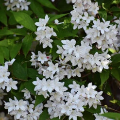 Bruddeutzia 20-pack -Hot Sale Wexthuset Store hackvaxter bruddeutzia 3