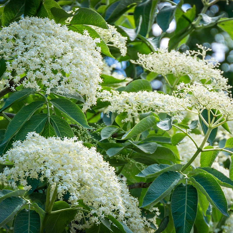 Fläder 20-pack 3 Fläder 20-pack