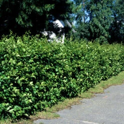 Häckhagtorn FK UPPSALA E, 20-pack -Hot Sale Wexthuset Store hackvaxter hackhagtorn fk uppsala e 1