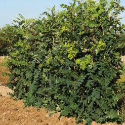 Häckkaragan 20-pack -Hot Sale Wexthuset Store hackvaxter hackkaragan