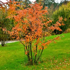 Häggmispel FK FALUN E, 20-pack -Hot Sale Wexthuset Store hackvaxter haggmispel fk falun e hostfarger