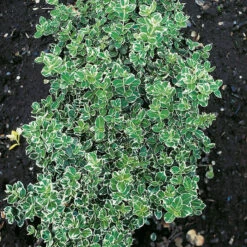 Klätterbenved 'Emarald Gaiety' 20-pack -Hot Sale Wexthuset Store hackvaxter klatterbenved emarald gaiety 2