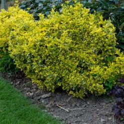 Klätterbenved 'Emerald 'n' Gold' 20-pack -Hot Sale Wexthuset Store hackvaxter klatterbenved emerald n gold 2