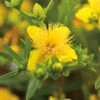 Knapphyperikum 'Gemo' 20-pack 1 Knapphyperikum 'Gemo' 20-pack -Hot Sale Wexthuset Store hackvaxter knapphyperikum gemo