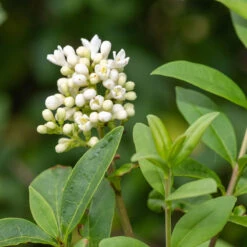 Liguster 20-pack -Hot Sale Wexthuset Store hackvaxter liguster