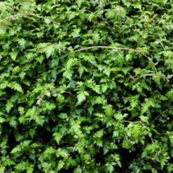 Liten Stefanandra 'Crispa' 20-pack -Hot Sale Wexthuset Store hackvaxter liten stefanandra Crispa 2