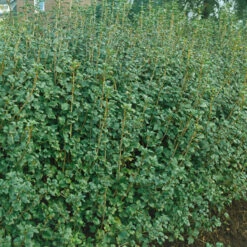 Måbär 'Schmidt' 20-pack -Hot Sale Wexthuset Store hackvaxter mabar schmidt