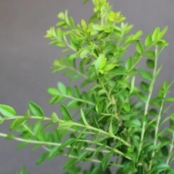 Myrtentry 'Maigrün' 20-pack -Hot Sale Wexthuset Store hackvaxter myrtentry maigrun 1