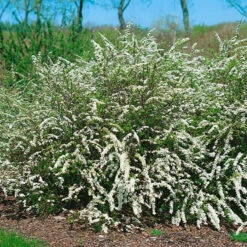 Norskspirea 'Grefsheim' E, 20-pack -Hot Sale Wexthuset Store hackvaxter norskspirea grefsheim e 1