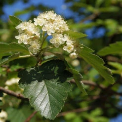 Oxel E, 20-pack -Hot Sale Wexthuset Store hackvaxter oxel e narbild