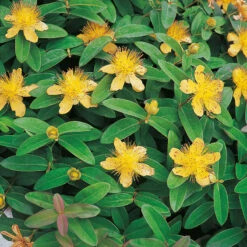 Prakthyperikum 20-pack -Hot Sale Wexthuset Store hackvaxter prakthyperikum 1