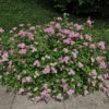 Praktspirea 'Little Princess' 20-pack -Hot Sale Wexthuset Store hackvaxter praktspirea little princess