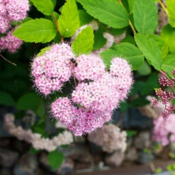 Praktspirea 'Little Princess' 20-pack -Hot Sale Wexthuset Store hackvaxter praktspirea little princess narbild