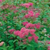Praktspirea 'Sapho' 20-pack -Hot Sale Wexthuset Store hackvaxter praktspirea sapho