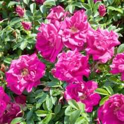 Rugosa-ros 'Hansa' 20-pack