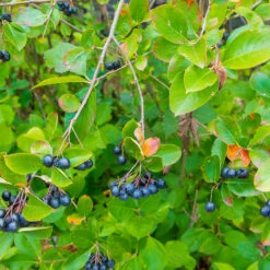 Slånaronia 'Elata' 20-40 Cm, 20-pack -Hot Sale Wexthuset Store hackvaxter slanaronia elata 20 40 cm bar