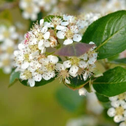 Slånaronia 'Elata' 20-40 Cm, 20-pack -Hot Sale Wexthuset Store hackvaxter slanaronia elata 20 40 cm blommor