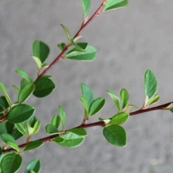 Småbladigt Krypoxbär 'Eichholz' 20-pack 5 Småbladigt Krypoxbär 'Eichholz' 20-pack -Hot Sale Wexthuset Store hackvaxter smabladigt krypoxbar eichholz 1