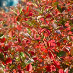 Svartaronia 'Hugin' 20-pack -Hot Sale Wexthuset Store hackvaxter svartaronia hugin hostfarger