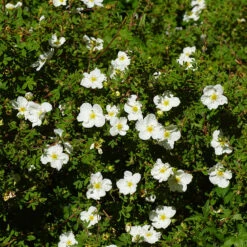 Trädgårdstok 'Abbotswood' 20-pack