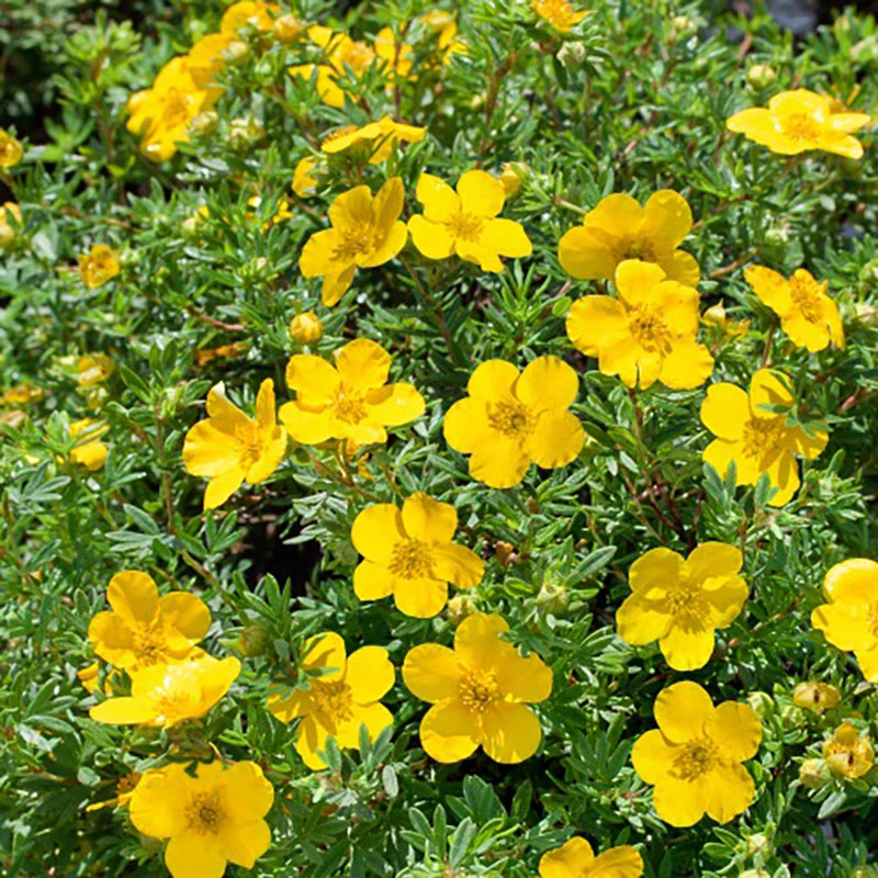 Trädgårdstok 'Goldfinger' E, 20-pack 4 Trädgårdstok 'Goldfinger' E, 20-pack - Image 2