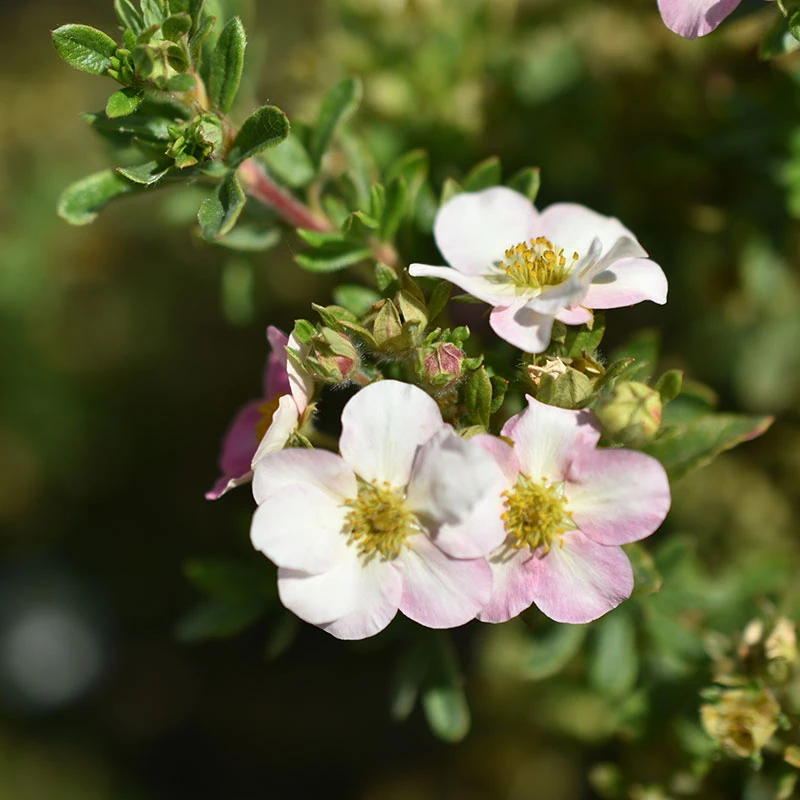 Trädgårdstok 'Pink Beauty' 20-pack 3 Trädgårdstok 'Pink Beauty' 20-pack