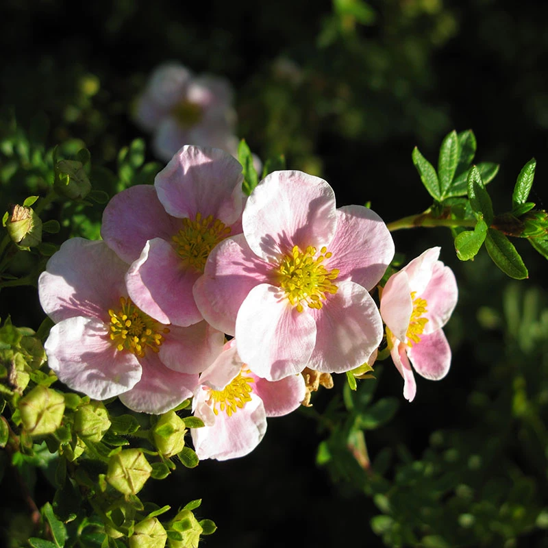 Trädgårdstok 'Pink Beauty' 20-pack 5 Trädgårdstok 'Pink Beauty' 20-pack - Image 3