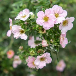 Trädgårdstok 'Pink Beauty' 20-pack 6 Trädgårdstok 'Pink Beauty' 20-pack -Hot Sale Wexthuset Store hackvaxter tradgardstok pink beauty