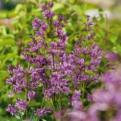 Ungersk Syren 'Oden' E, 20-pack