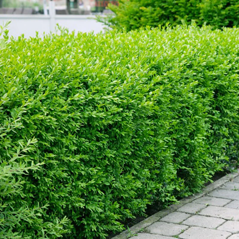 Vinterliguster 'Atrovirens' 20-pack 3 Vinterliguster 'Atrovirens' 20-pack