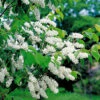Hägg 50-80 Cm, 100-pack -Hot Sale Wexthuset Store hagg prunus padus