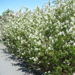 Häggmispel 10-pack -Hot Sale Wexthuset Store haggmispel amalanchier spicata falun 1