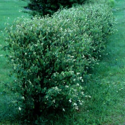 Häggmispel 50-80 Cm, 10-pack