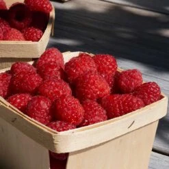 Trädgårdshallon 'Ottawa', 1-pack -Hot Sale Wexthuset Store hallon inspirationsbild 3