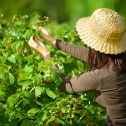 Trädgårdshallon 'Ottawa', 1-pack -Hot Sale Wexthuset Store hallonbuske inspirationsbild 3