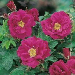 Ros 'Hansa' -Hot Sale Wexthuset Store hansaros