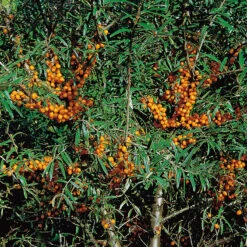 Havtorn 'Lotta' E -Hot Sale Wexthuset Store havtorn hippophae rhamnoides 2