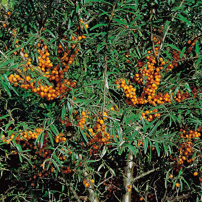 Havtorn 'Svenne' E 3 Havtorn 'Svenne' E